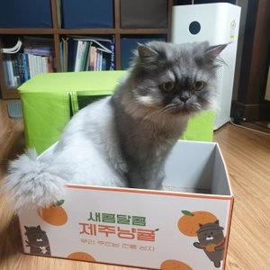 사냥의정석 제주냥귤 박스 스크래쳐 베스트 후기 이미지