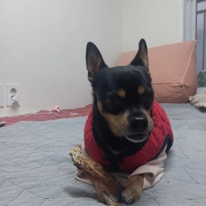 THE 건강한 형제 독 수제간식 오리날개 100g 베스트 후기 이미지