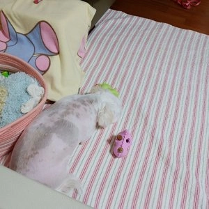 [수요특가] 네추라 너리쉬 독 트릿트릭 리필 우유맛 183g (32p) 베스트 후기 이미지