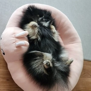 [무료배송] 쁘리엘르 슈슈 모찌 강아지 방석 핑크 베스트 후기 이미지