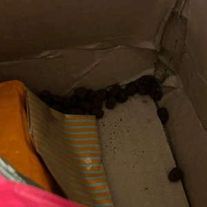 브릿 캣 케어 덴탈 영양트릿 50g 베스트 후기 이미지