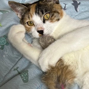 고양이섬 토끼털 오뎅꼬치 3p 베스트 후기 이미지