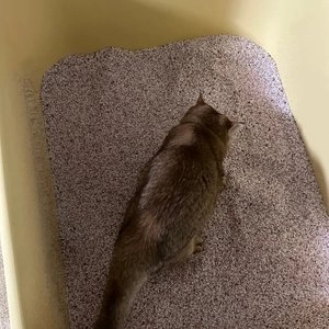 [2개] 홍사장 캣 벤토나이트 모래 6kg 베스트 후기 이미지