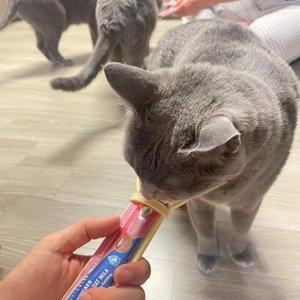 스마트하트골드 캣 기능성 크리미츄르 면역력 산양유&닭고기 15g*4p 베스트 후기 이미지