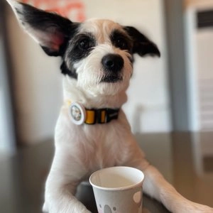 [무료배송] 분독 오리지널 목줄 옐로우 S-L 베스트 후기 이미지