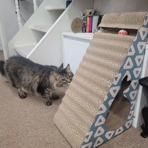 펫홀릭 삼각 숨숨 스크래쳐 베스트 후기 이미지