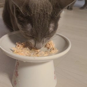  쉐지애 내추럴스타일 캔 3종 [모음] 베스트 후기 이미지