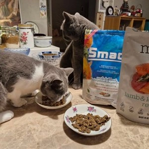 스맥 캣 로푸드 볼락&청어 210g 베스트 후기 이미지