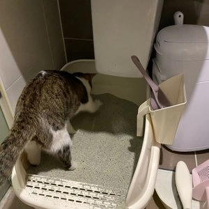 캣아이디어 뉴평판화장실 크림 XL 베스트 후기 이미지