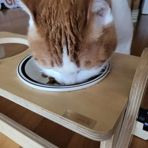 힐스 캣 퍼펙트 웨이트 6.8kg 베스트 후기 이미지