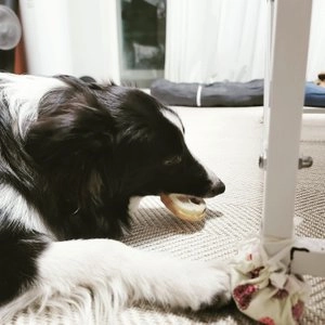 THE 건강한 형제 독 수제간식 우족 120g 베스트 후기 이미지