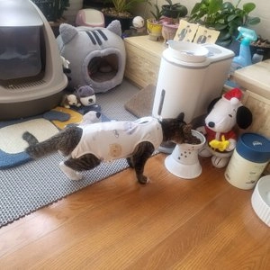 [무료배송] 도그웨그 철벽수비 중성화복 믹스코끼리 S-L 베스트 후기 이미지