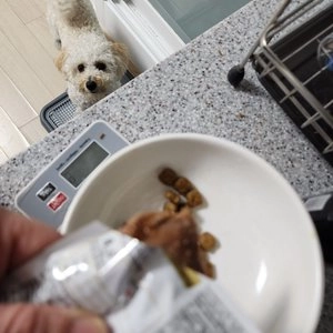 로얄캐닌 독 푸들 어덜트 7.5kg 피모관리 베스트 후기 이미지