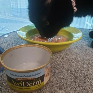 아보덤 캣 내추럴 그레인프리 참치&게살 캔 85g  베스트 후기 이미지