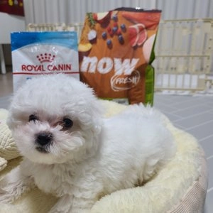 [웰컴딜] now 독 프레쉬 그레인프리 스몰브리드 퍼피 2.72kg 베스트 후기 이미지