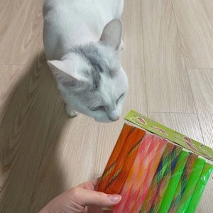 펫라이프 키티보잉스 12p 베스트 후기 이미지