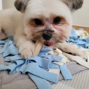 메디멀 독 가글츄 10p  베스트 후기 이미지