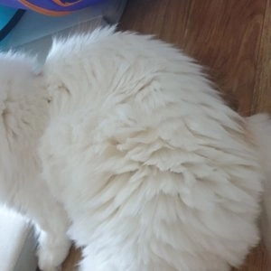 [무료배송] 바비온 ML 6.5인치 안전 가위 (M4-601A) 베스트 후기 이미지