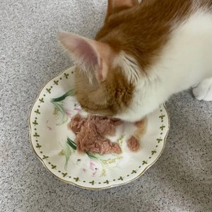 [NEW신상]오스테크 캣 울트라 참치 토핑 계란&야채 젤리 파우치 70g 베스트 후기 이미지