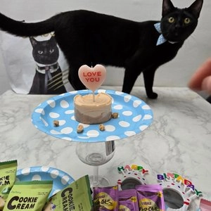 나인케어 캣 무스케이크 치킨&참치 80g 베스트 후기 이미지