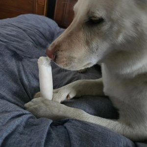 Think your dog teeth 독 소가죽 우유껌 3p 베스트 후기 이미지