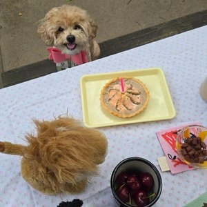 [무료배송] 멍냥이수라간 육해공 케이크 베스트 후기 이미지