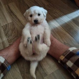 [웰컴딜] 로얄캐닌 독 미니 인도어 퍼피 3kg 면역력 베스트 후기 이미지