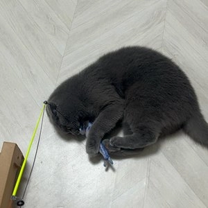 고양이섬 2단 릴 낚시대 꽁치 베스트 후기 이미지