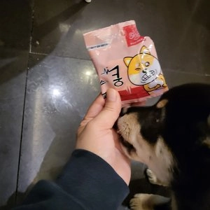 [5개] 브리더랩 독 한입에쿵 소고기 20g 베스트 후기 이미지