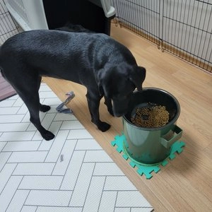 [웰컴딜] now 독 프레쉬 그레인프리 스몰브리드 퍼피 9.98kg 베스트 후기 이미지