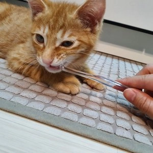 펫투스케어 칫솔 화이트 1p 베스트 후기 이미지