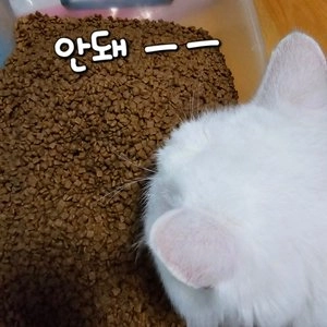 로얄캐닌 캣 마더&베이비 400g 면역증진 베스트 후기 이미지