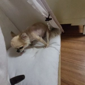 [사료샘플] 블루버팔로 독 치킨 퍼피 85g 베스트 후기 이미지