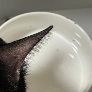 네이처스 버라이어티 캣 생식본능 토끼 민스컵 99g 베스트 후기 이미지