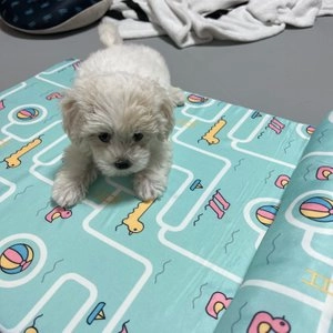 [무료배송] 도그웨그 더위 탈출 여름 쿨방석 베스트 후기 이미지