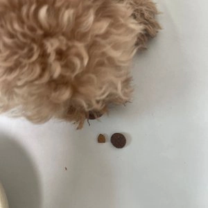 카니러브 독 생육 알러지케어 잉어와 송어 1.5kg 베스트 후기 이미지