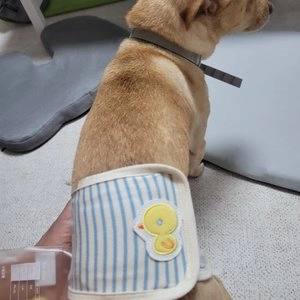 [무료배송] 이츠독 오가닉 삐약이 매너벨트 S-L 베스트 후기 이미지