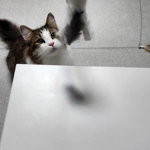 펫모닝 보들보들 꽈배기 베스트 후기 이미지