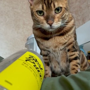 베스트 프라이스 딸깍트릿 북어 150g 베스트 후기 이미지