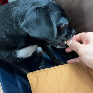 풉 동결건조 치킨트릿 300g 베스트 후기 이미지