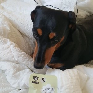 [10개] 네츄럴코어 독 미트스틱 실꼬리돔&참치 7g 베스트 후기 이미지