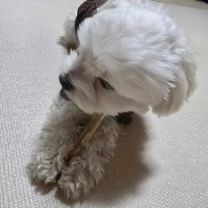 [무료배송][1+1] 강아지특공대 커피나무 우드스틱 XXS-XL 베스트 후기 이미지