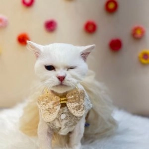 [무료배송] 딩동펫 원목 베이직 식기 1구/2구/3구 베스트 후기 이미지