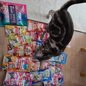 이나바 캣 챠오 츄르비 닭가슴살&야끼가츠오 10g*4p 베스트 후기 이미지