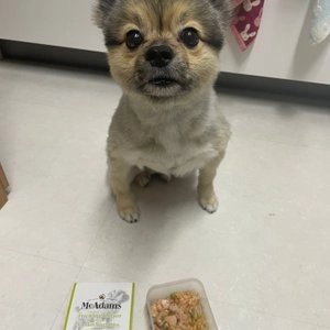 맥아담스 wet 독 치킨&가든 베지터블 150g 베스트 후기 이미지