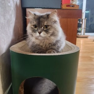 우다다맨숀 ALL-IN-ONE 스크래쳐 타원형 베스트 후기 이미지