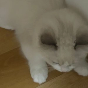 [무료배송] 하이포닉 캣 프리미엄 저자극 샴푸 300ml 베스트 후기 이미지