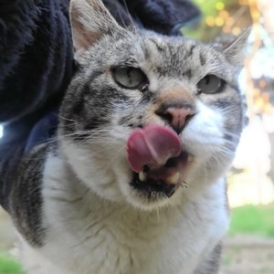 이나바 캣 챠오 츄르 참치&제이타크 혼마구로 14g*4p 베스트 후기 이미지