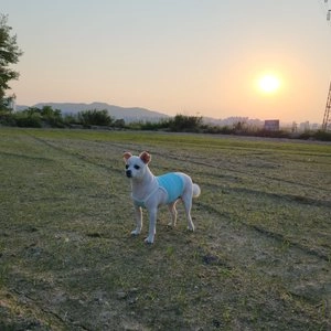 [무료배송] 울리 씨씨 크롭 쿨링 나시티 민트블루/베이비핑크/아이보리 S-XL 베스트 후기 이미지