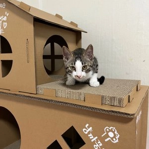 고양이섬 빅사이즈 숨숨 하우스스크래쳐 베스트 후기 이미지